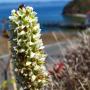 Point Reyes Rein Orchid (Piperia elegans ssp. decurtata): The CNPS lists this native as 1B.1(rare & endangered, highest priority).